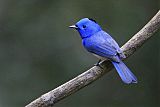 Black-naped Monarch